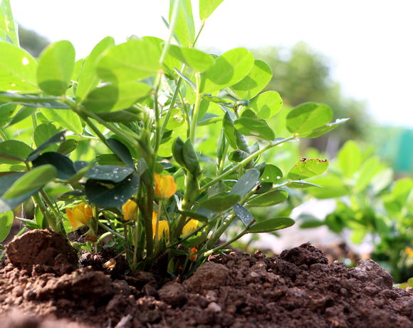 Scientists Determine the Origins of One the World's Oldest Crops